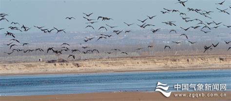 黄河三角洲国家自然保护区：広大な湿地と多様な野生生物に出会う旅！